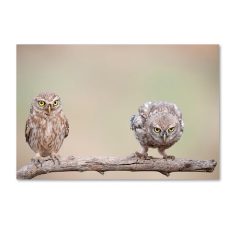 Trademark Fine Art E.Amer 'Curiosity Of Chick' Canvas Art, 12x19 1X00396-C1219GG